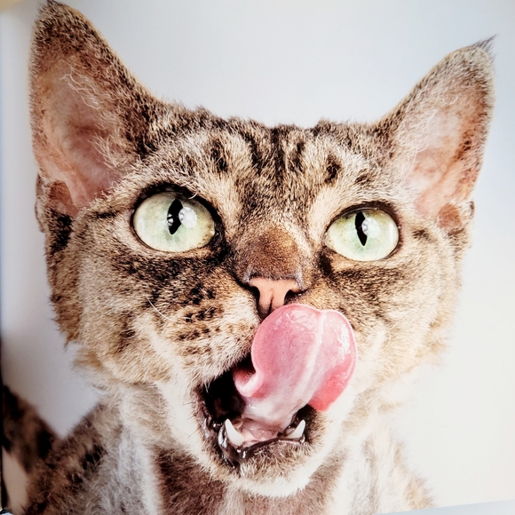 Shake Cats ● Lick Cats Book By Carli Davidson - Hardcover - Picture 7 of 12